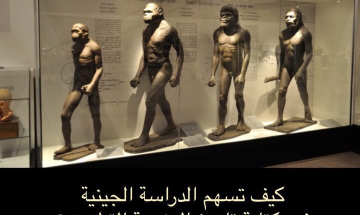 النياندرتال التاريخ التطوريّ