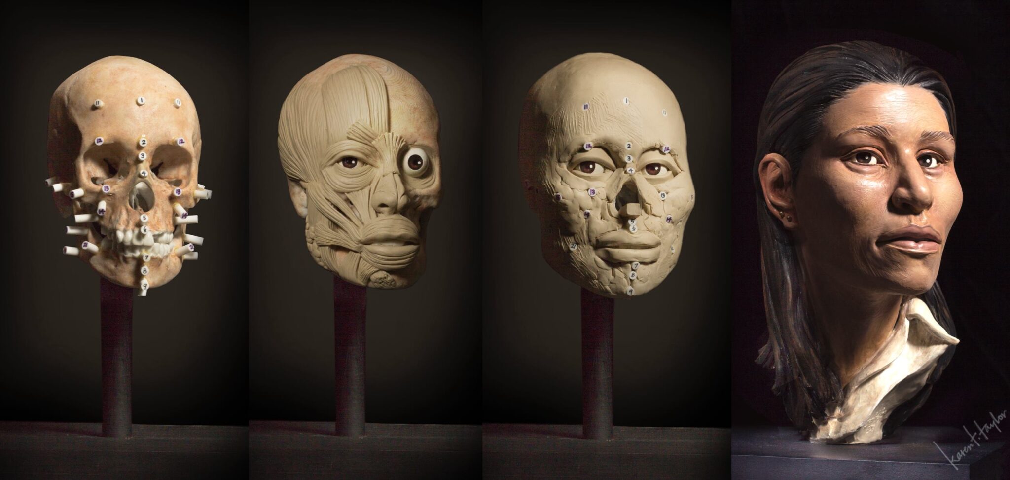 تقنية تراكب الجمجمة مع الوجه و بناء الوجه بإستخدام الصلصال