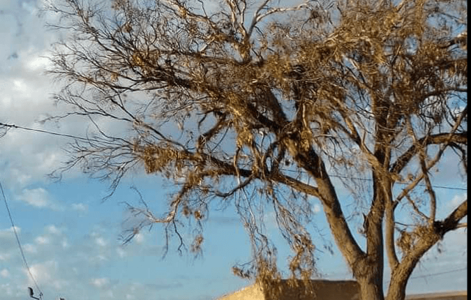 موسم الحب