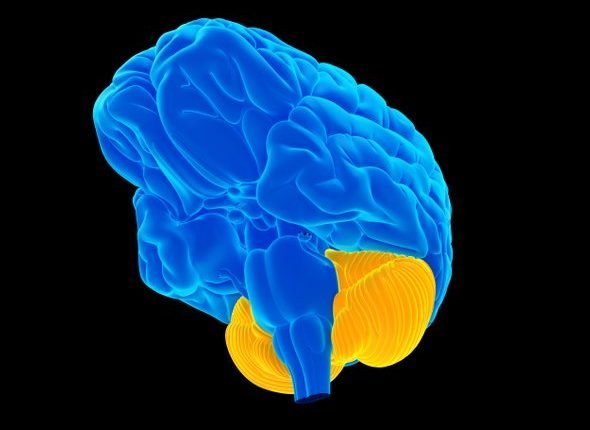 المخيخ الدماغ