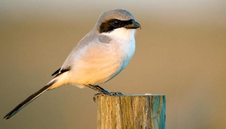 غيداء أو مناجاة عصفور الصرد قصة قصيرة