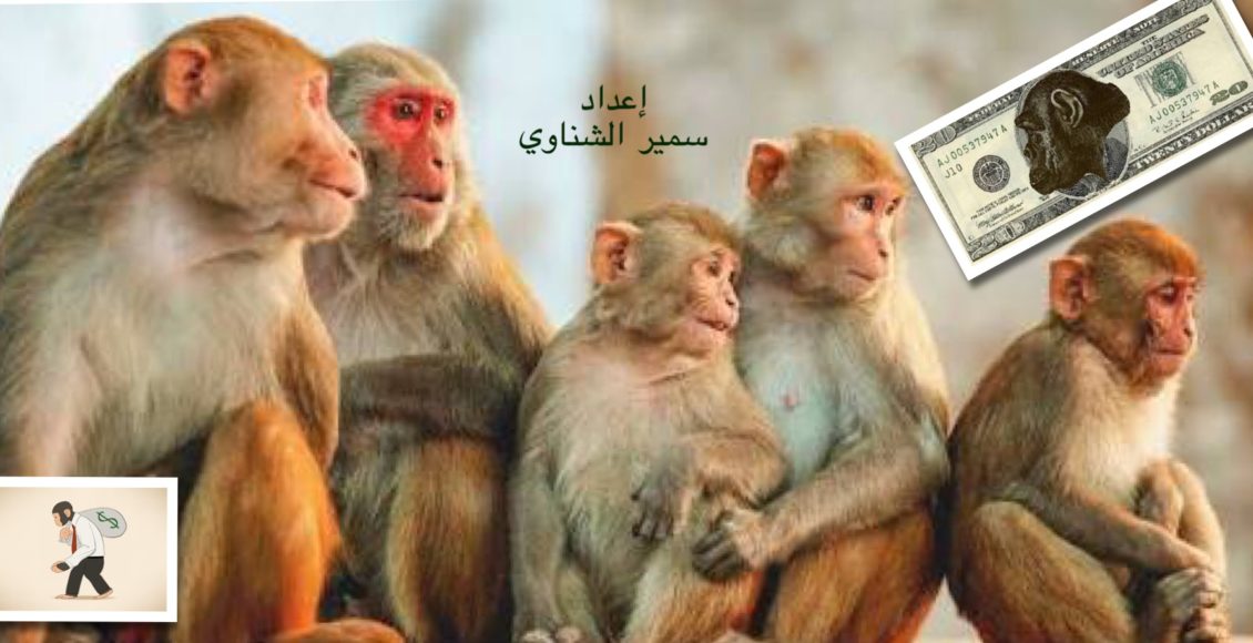 تجربة النقود عند القرود