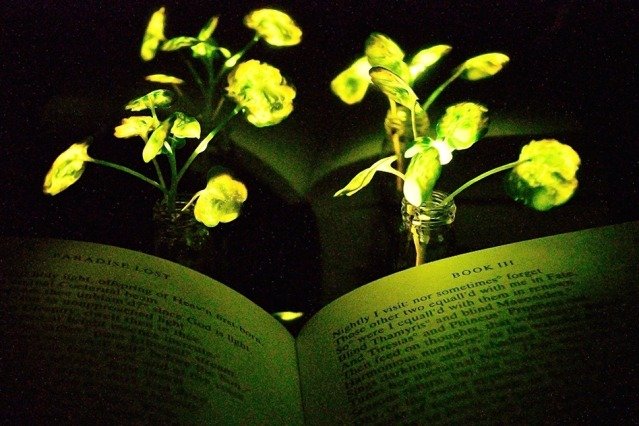 : الإضاءة الاصطناعية تغير دورة الليل والنهار للنباتات MIT-Glowing-Plants_0