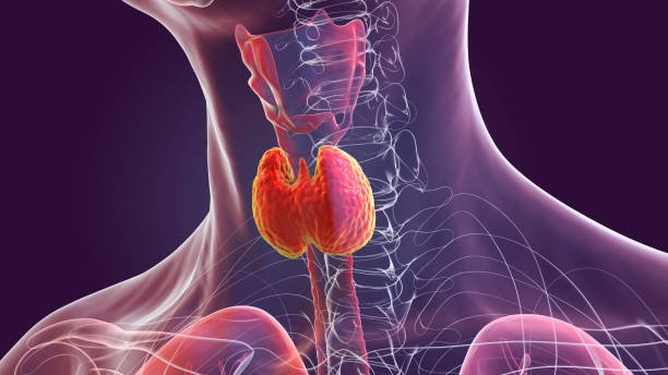 فهم الغدة الدرقية