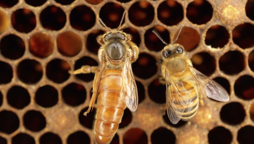 ماذا يحدث عندما تموت ملكة النحل