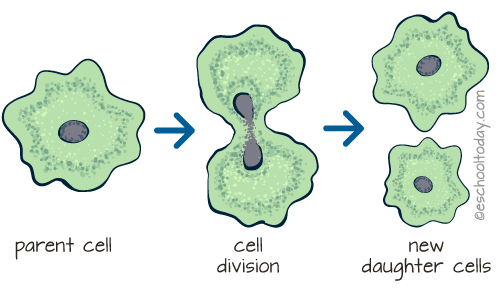 binary fission example